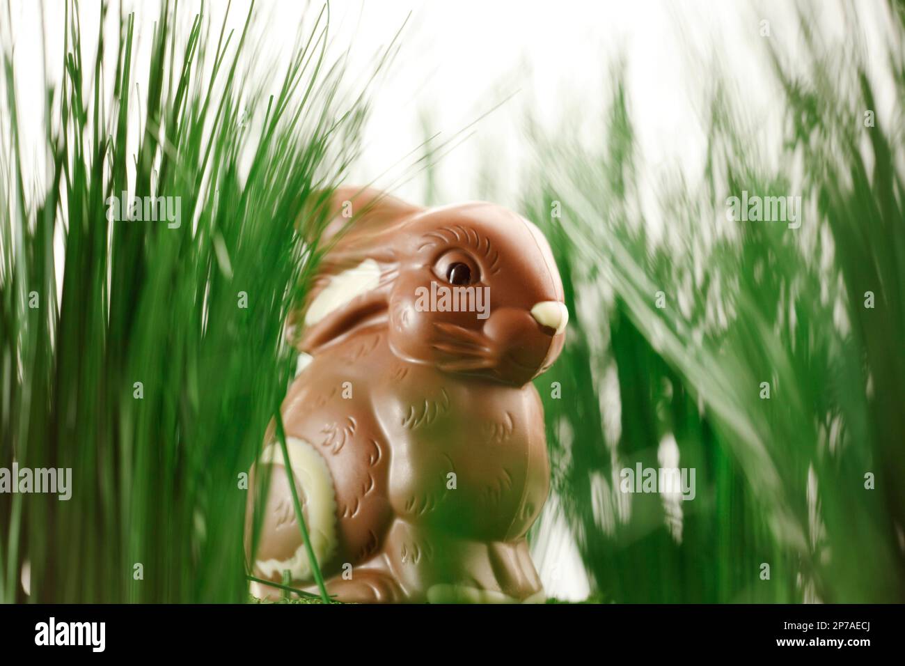 Chocolate Easter Bunny in the Grass Stock Photo