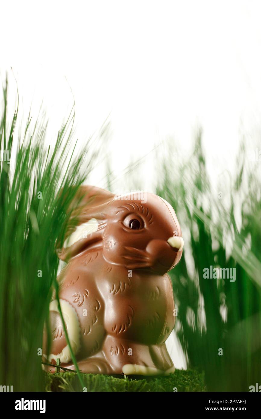 Chocolate Easter Bunny in the Grass Stock Photo