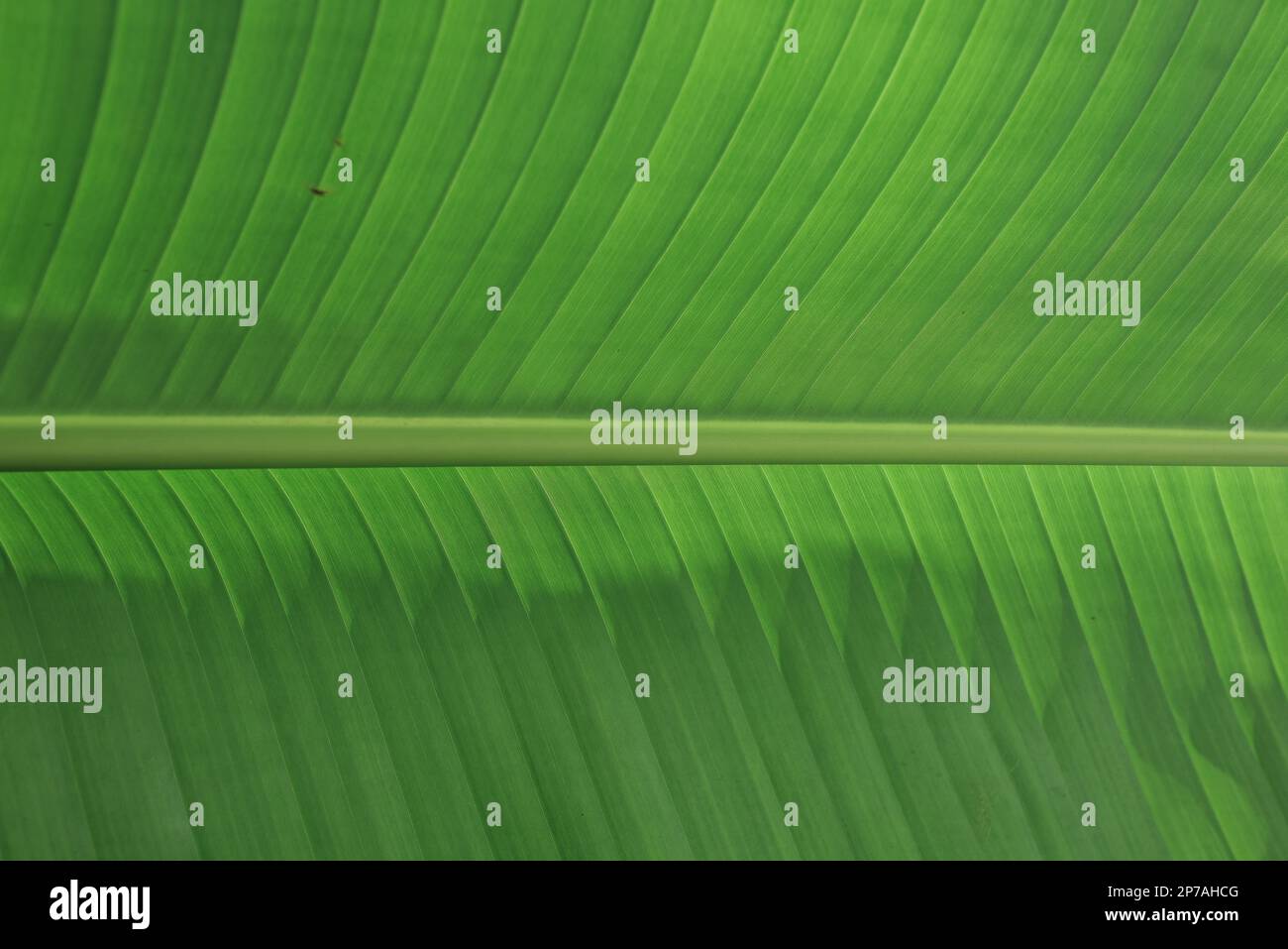 adventure nature background of green forest, tropical forest in green