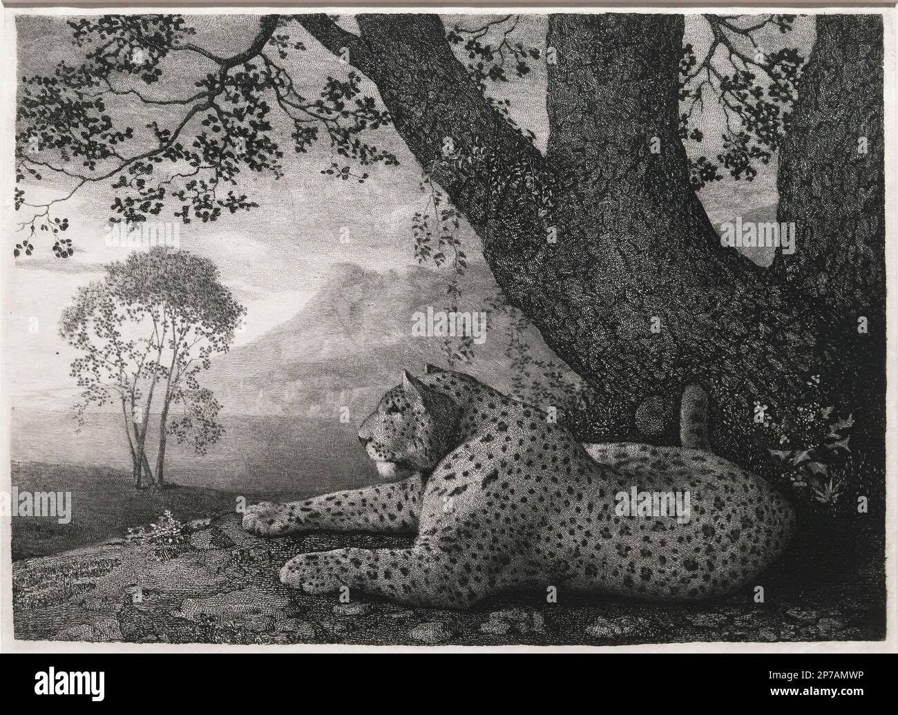A Tyger, A Recumbent Leopard by a Tree, George Stubbs, 1788, Art Institute of Chicago, Chicago, Illinois, USA, North America, Stock Photo