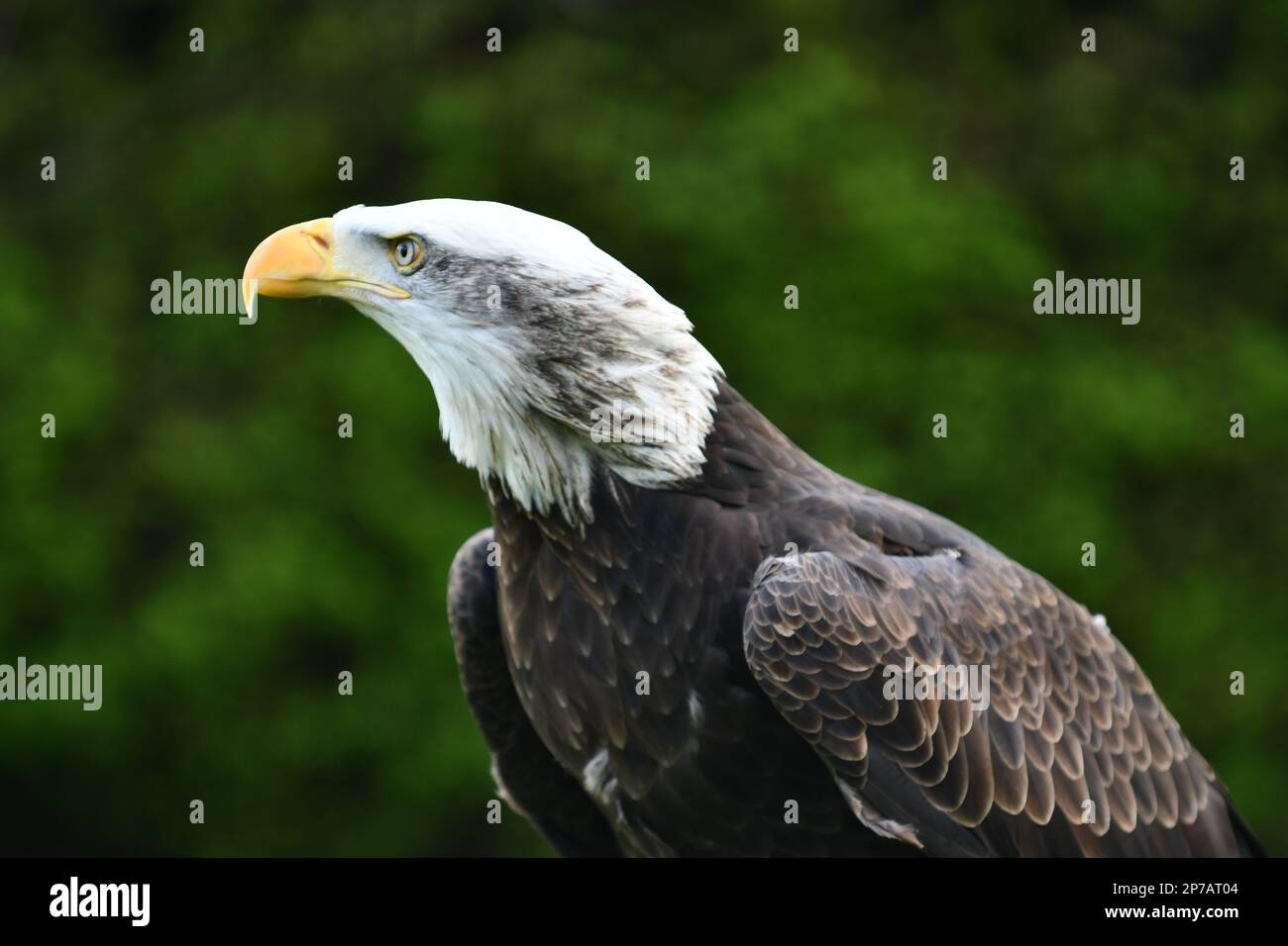 Eagle looking to the right hi-res stock photography and images - Alamy