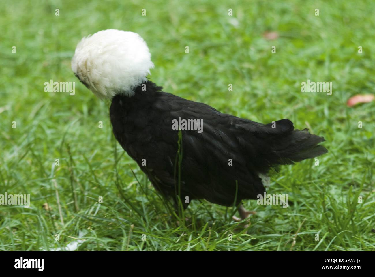 White crested black Poland chicken Stock Photo