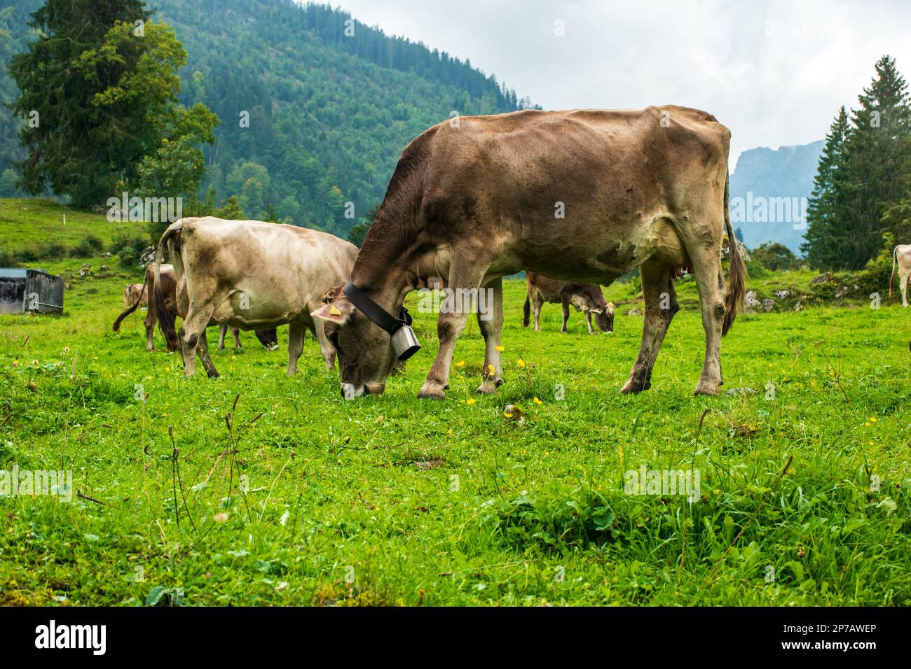 Brown cows grazing on green pasture in the Swiss alps. Summer, sunny ...
