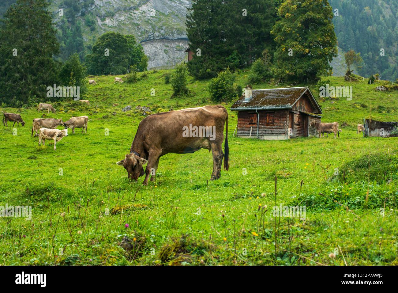 Brown cows grazing on green pasture in the Swiss alps. Summer, sunny ...