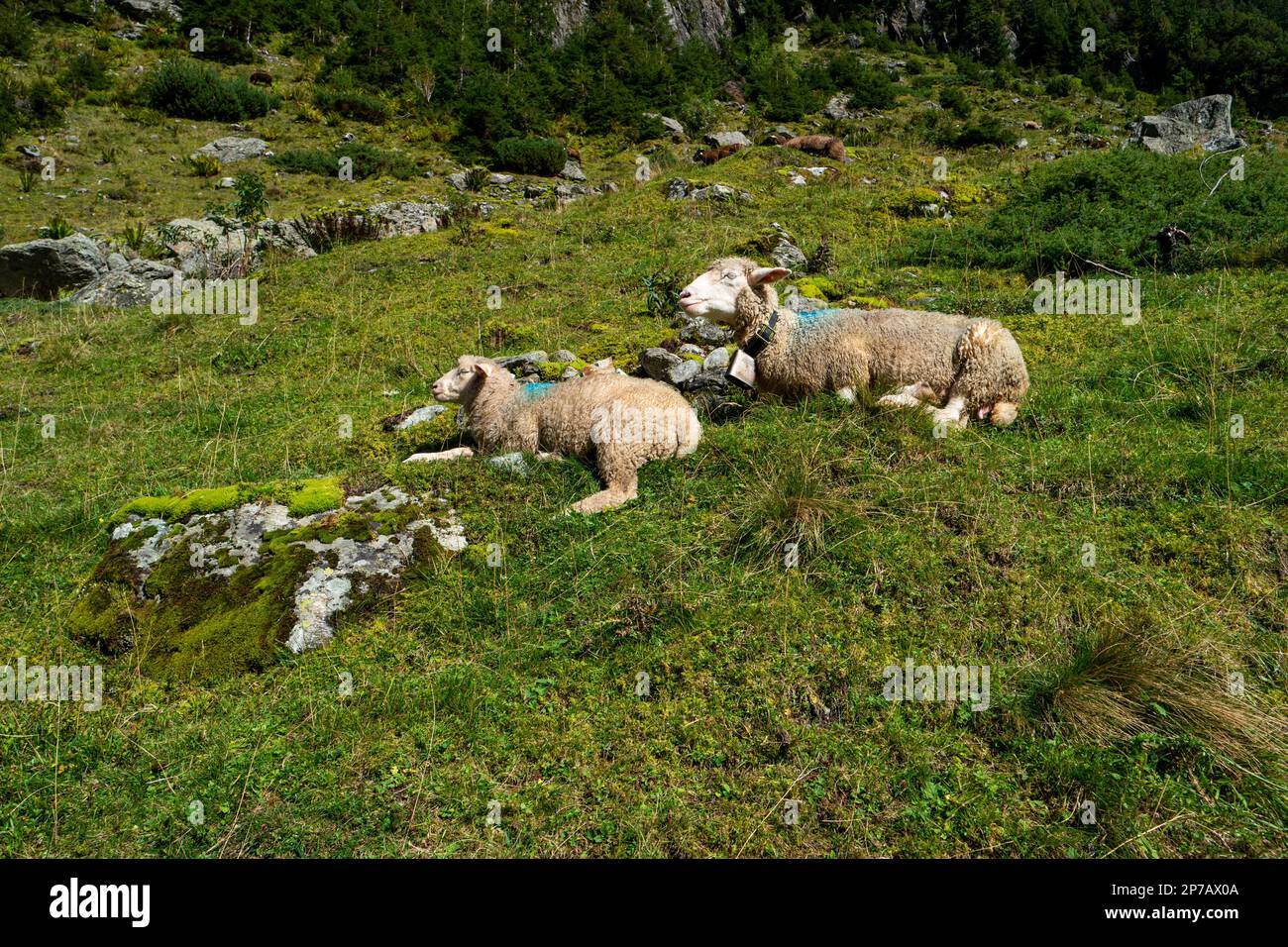 Couple mature white sheep hi-res stock photography and images - Alamy