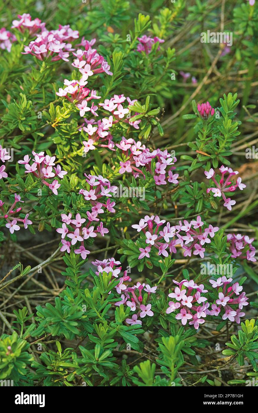 Daphne cneorum 'Eximea' dark pink flowering shrub garland flower Stock Photo