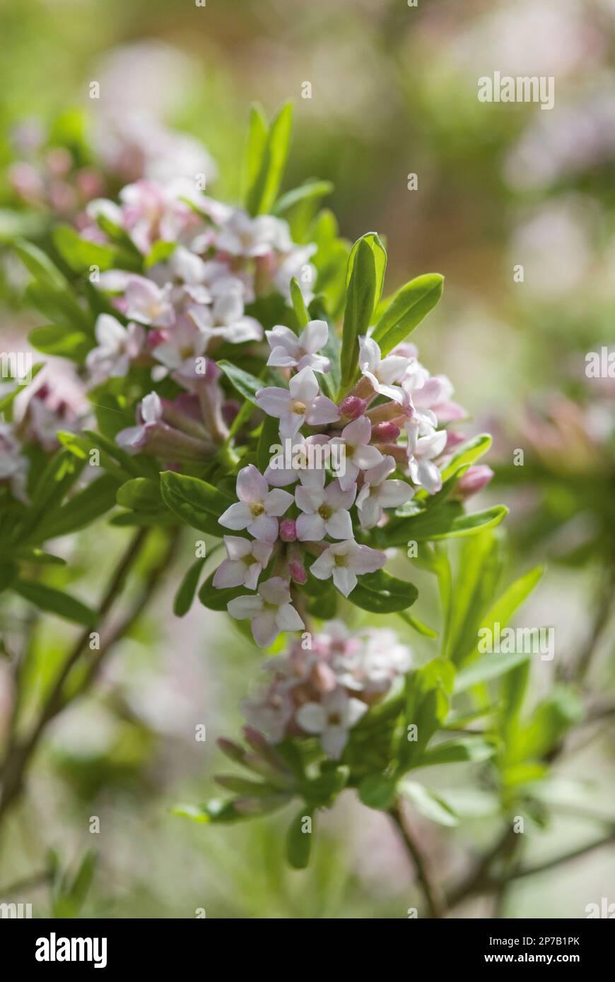 Daphne x burkwoodii pink flowering shrub burkwood Stock Photo