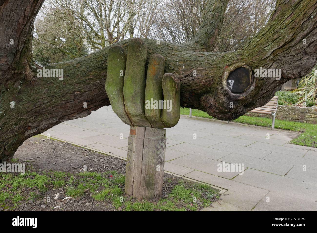 A Helping Hand. A wooden sculpture by John Butler that is holding a tree branch to prevent it from breaking off. Bideford. Devon. England. UK 2023 Stock Photo