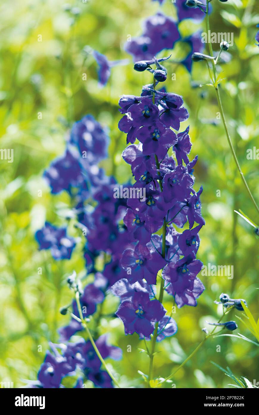 Delphinium 'Atlantis' vivid blue flower stalk against green Stock Photo