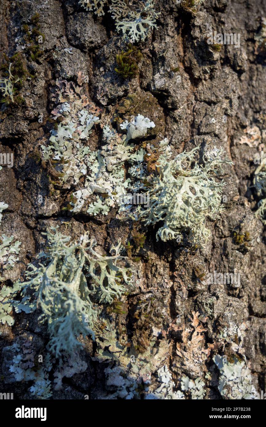 Green lichen on tree bark in vertical symbiosis Stock Photo