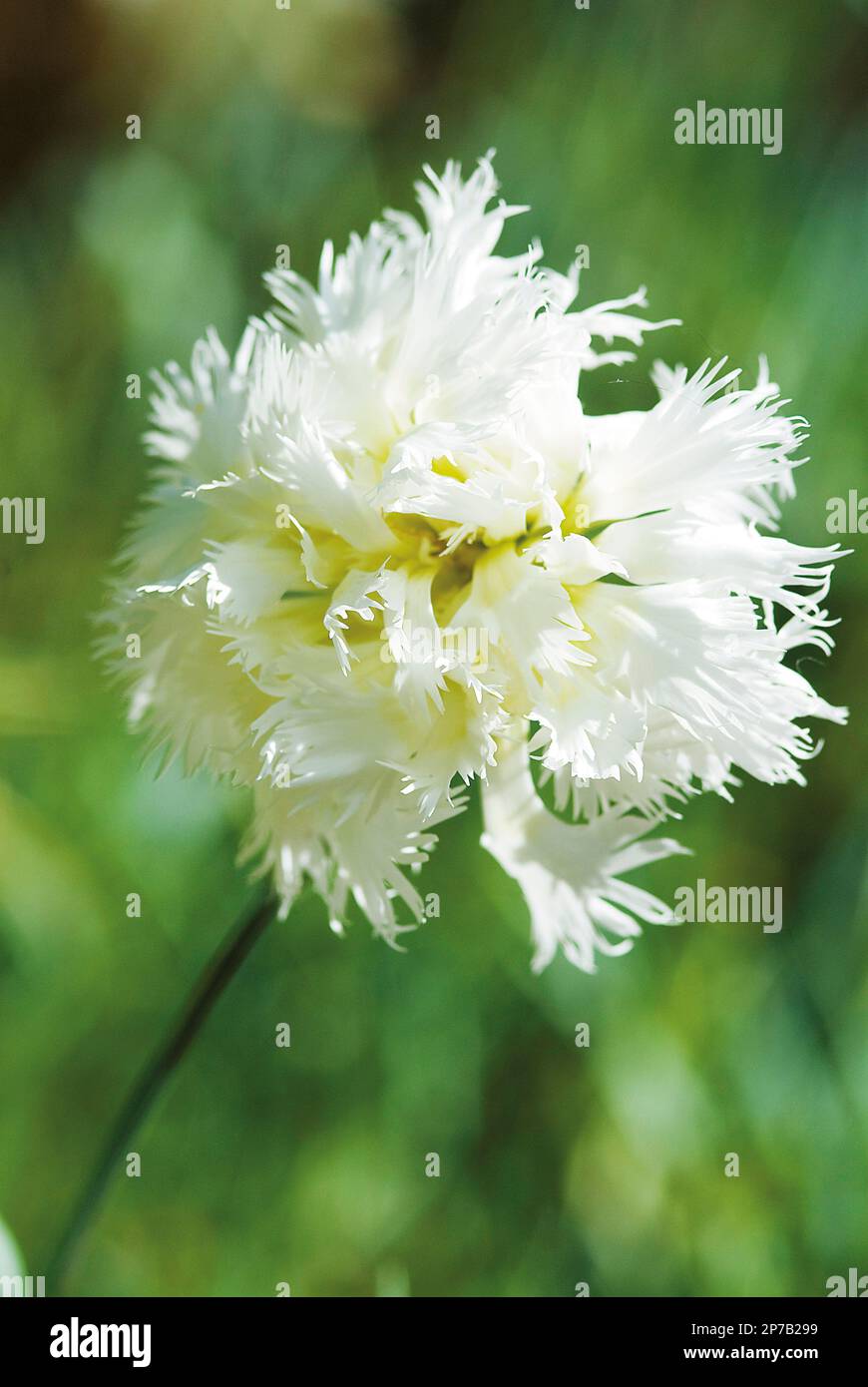 Dianthus Mrs Sinkins white perennial flower Stock Photo