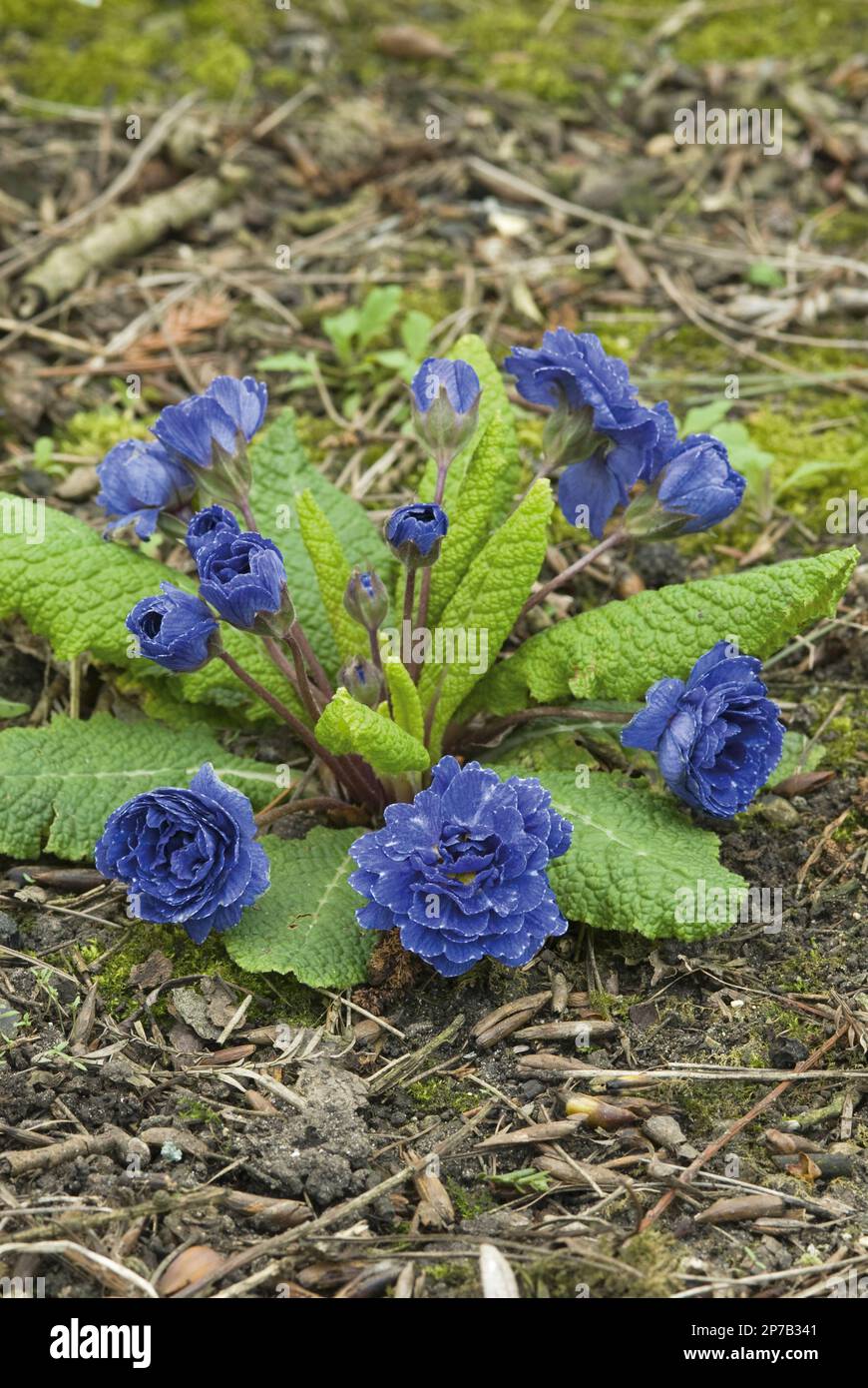 indigo blue double primrose primula Stock Photo