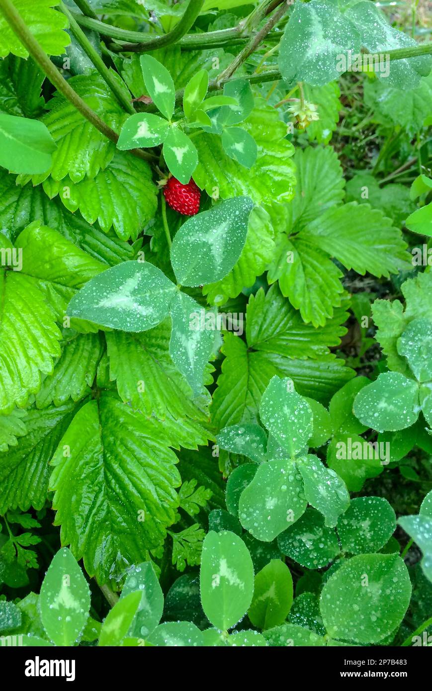 Ripe red strawberry of the field among green leaves in drops of water ...