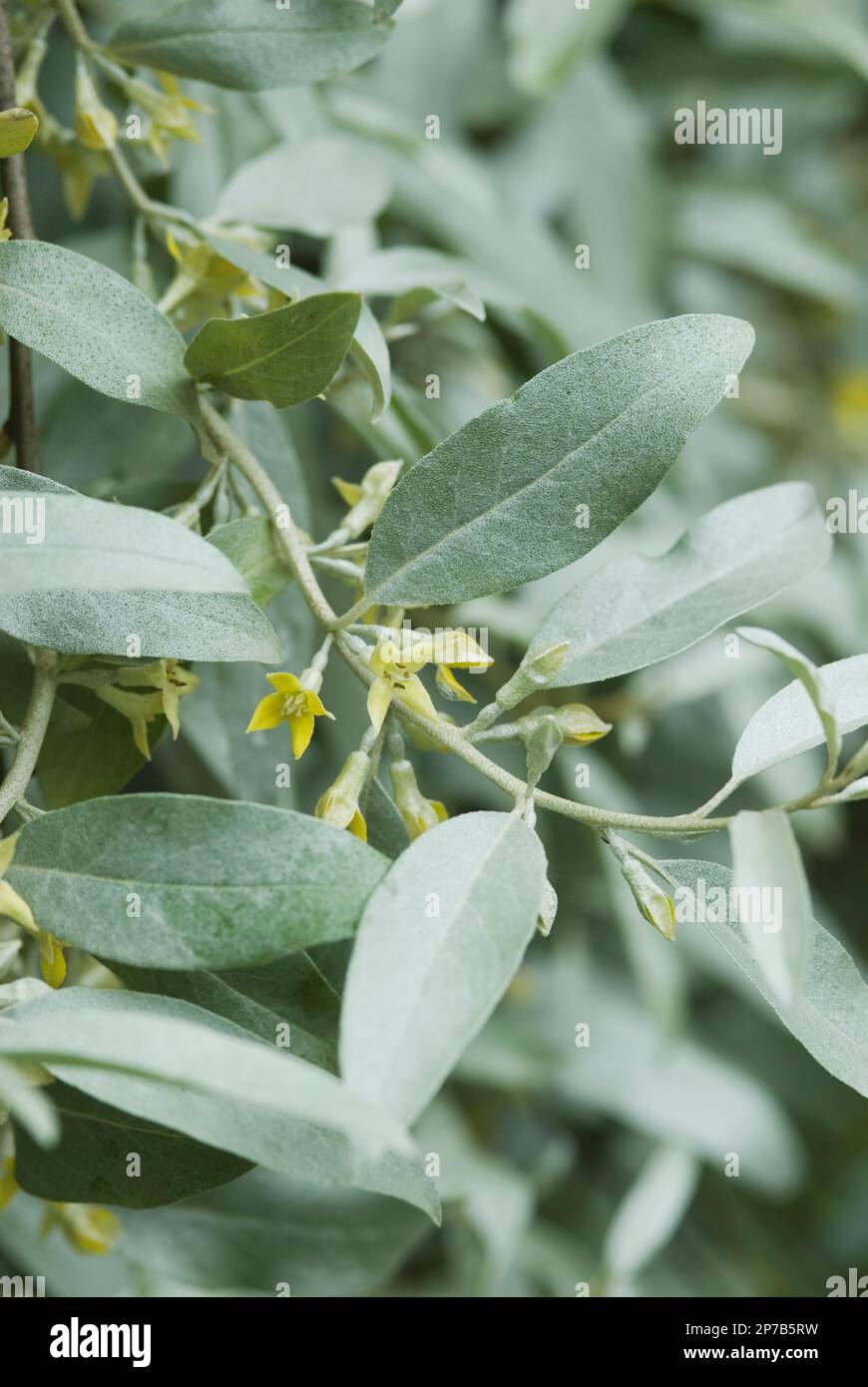 Elaeagnus 'Quicksilver' silvery green bush with tiny yellow flowers Stock Photo
