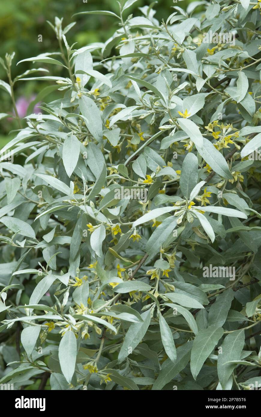 Elaeagnus 'Quicksilver' silvery green bush with tiny yellow flowers Stock Photo