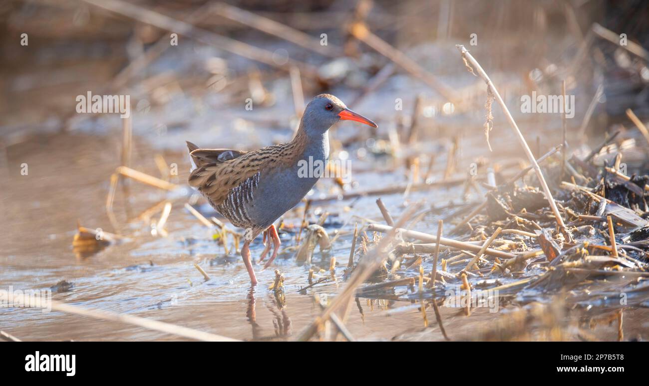 Water Rail Rallus aquaticus running on the surface to quickly hide., the best photo. Stock Photo