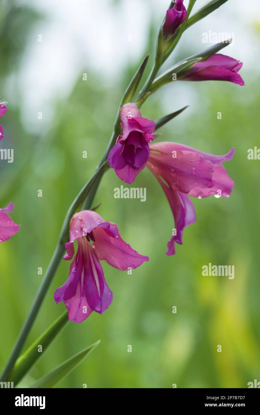 Bright pink gladiolus byantius flowerhead against green Stock Photo Alamy
