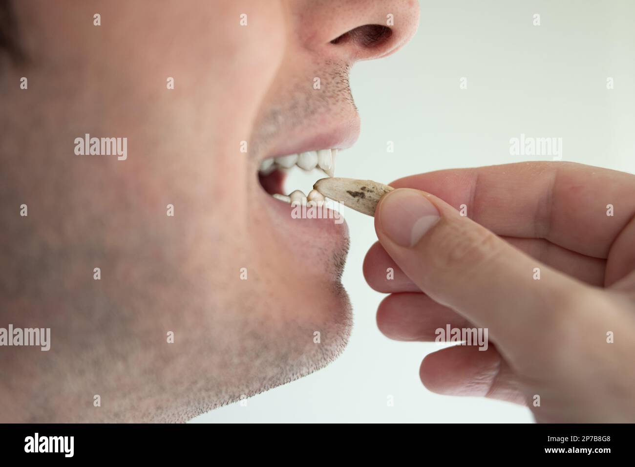 Whole dried sunflower seed eating. Cracked between teeth by Caucasian