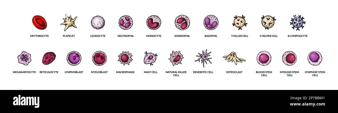 Named different types of blood cells. Microbiology poster for education, classes, biology lessons. Scientific vector illustration in sketch style Stock Vector
