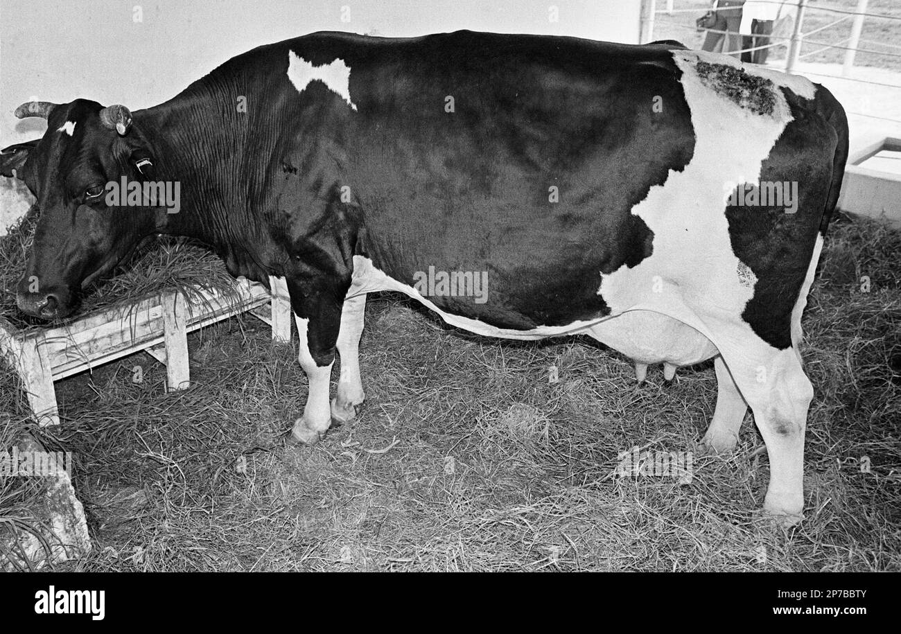 Recognized by the Guinness Book of Records for producing more milk than