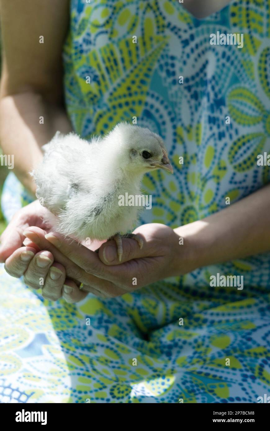 Newly hatched chicken hi-res stock photography and images - Alamy