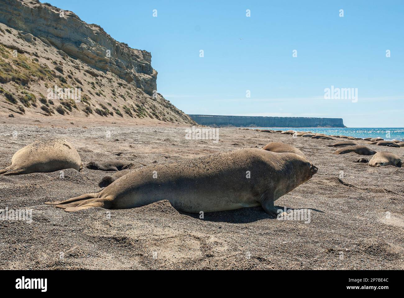 Elephant seal , Peninsula Valdes, Patagonia, Argentina Stock Photo Alamy