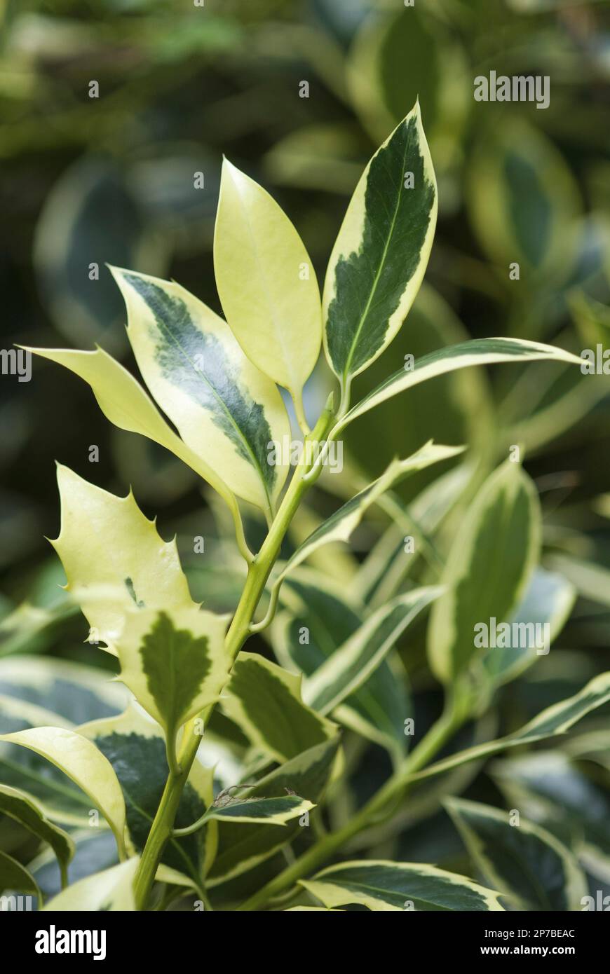 Ilex aquifolium green yellow leaves holly evergreen Stock Photo