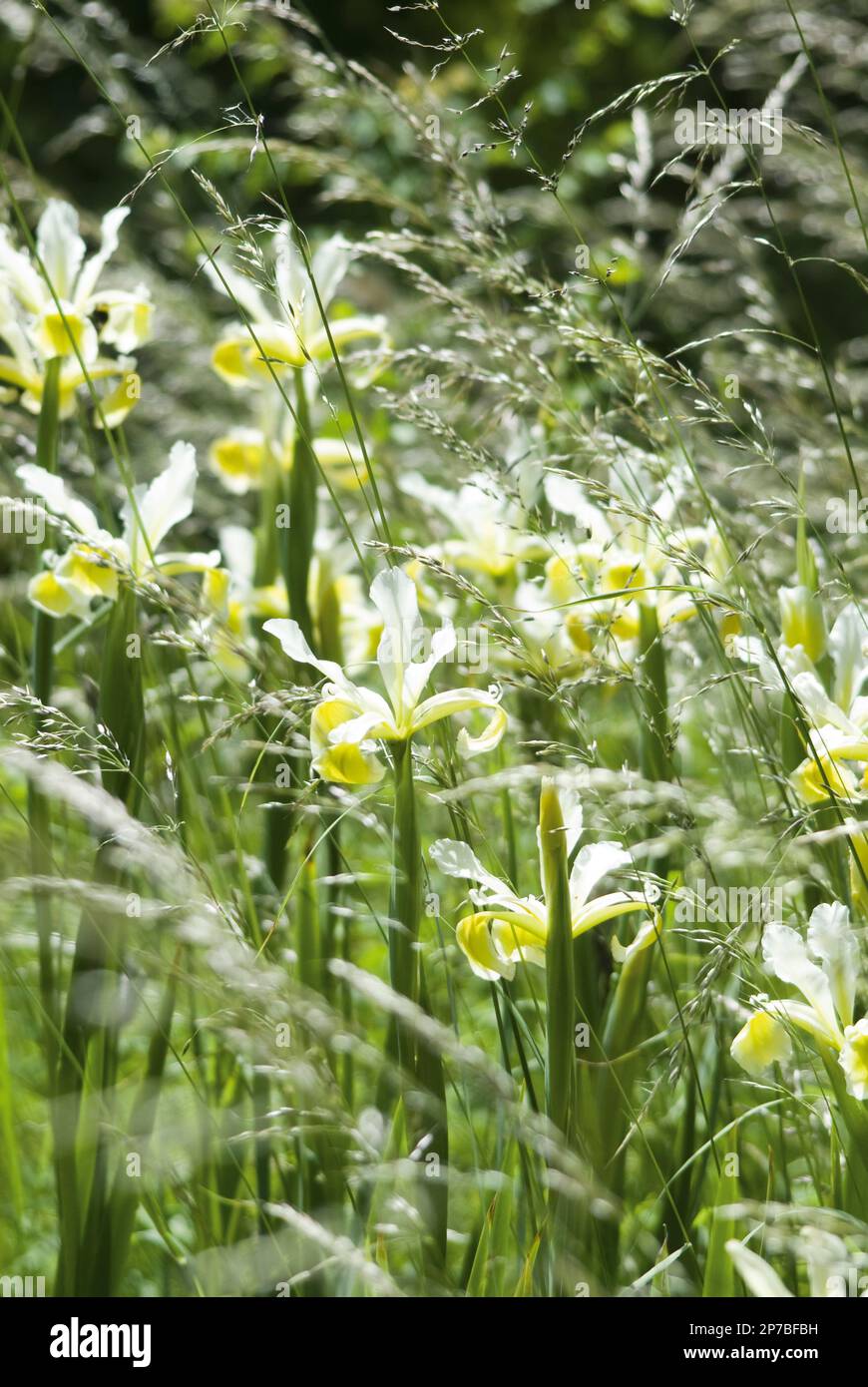Iris orientalis white and yellow green iris with long grasses in sunlight Stock Photo