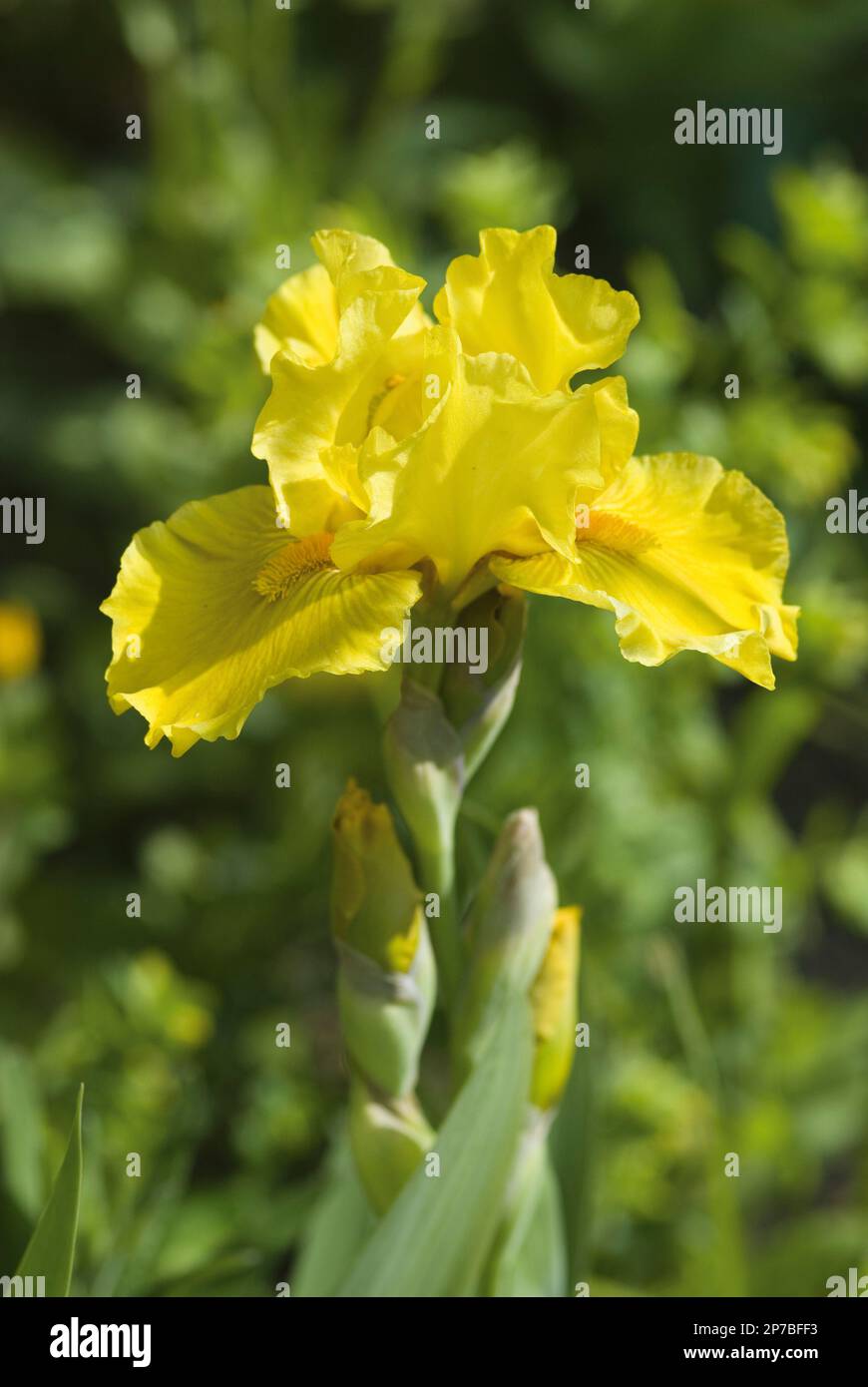 yellow iris flowerhead 'Pamplemousse' Stock Photo