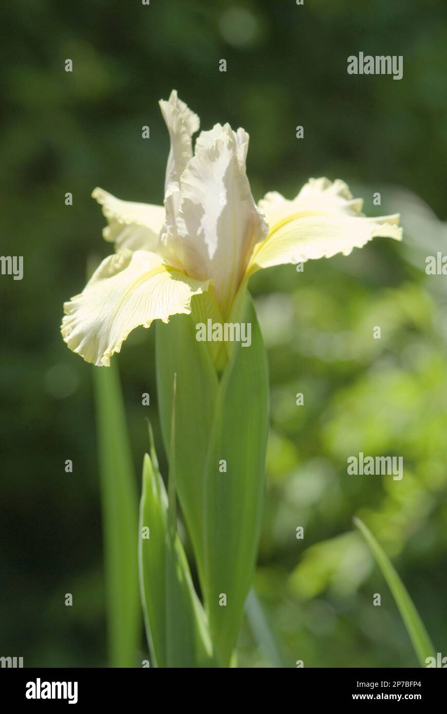 Iris spuria white yellow green iris Stock Photo
