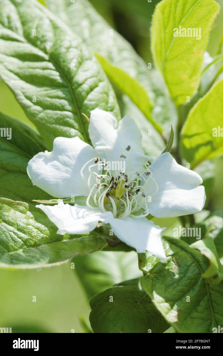 Medlar Mespilus Germanica White Blossom In Sunshine Stock Photo Alamy