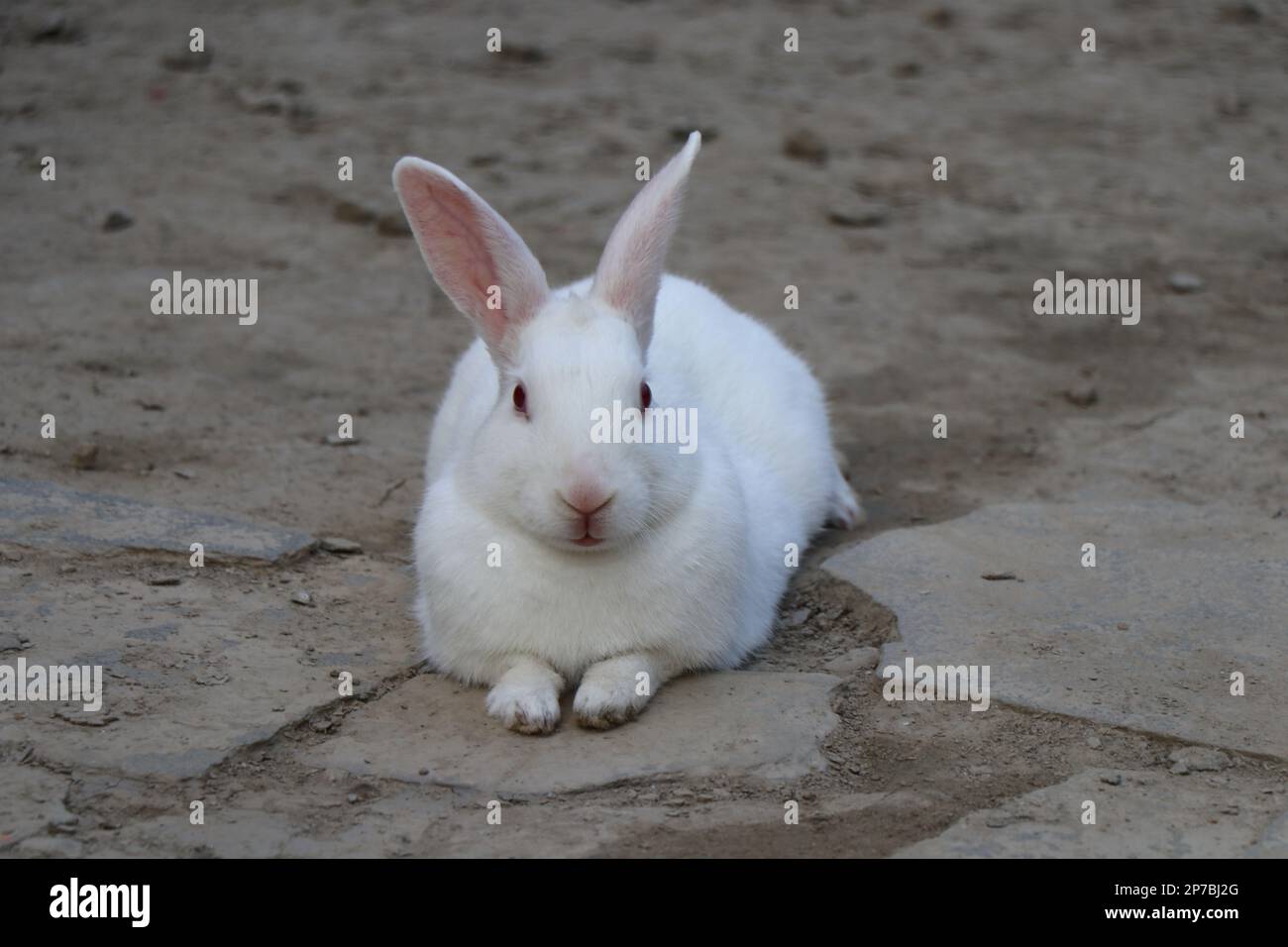 Sitting Rabbit Stock Photo