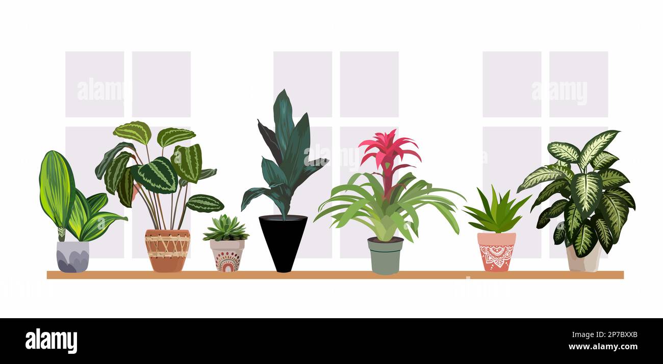 Interior houseplants in planters on the window. Stock Vector
