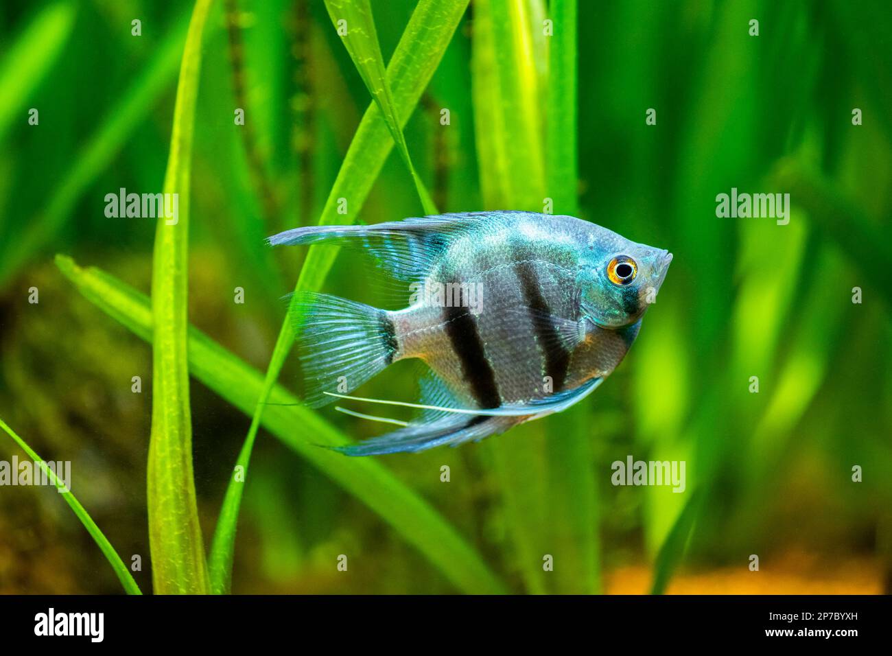 portrait of a zebra Angelfish in tank fish with blurred background