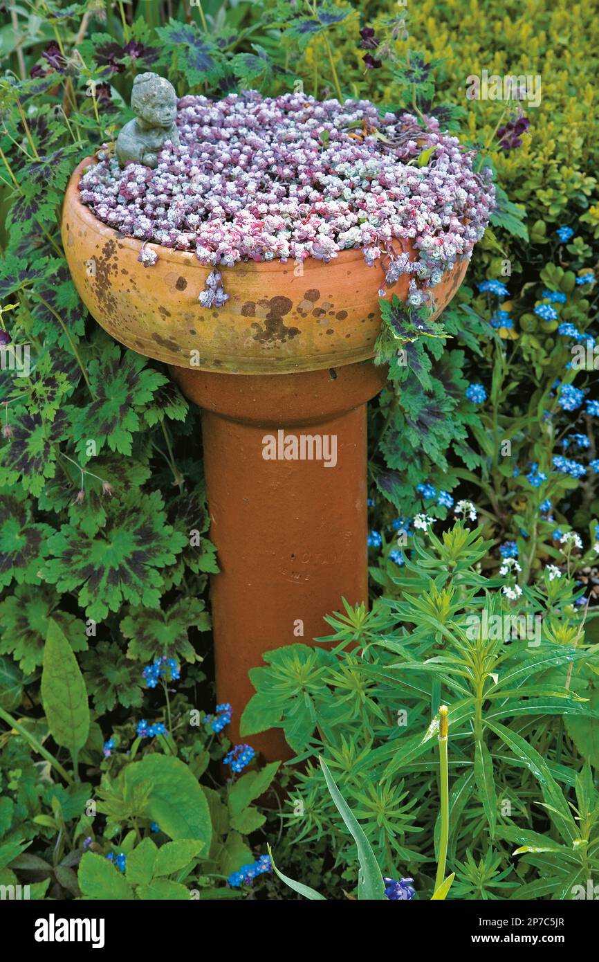stonecrop (Sedum spathulifolium) grows well in containers Stock Photo