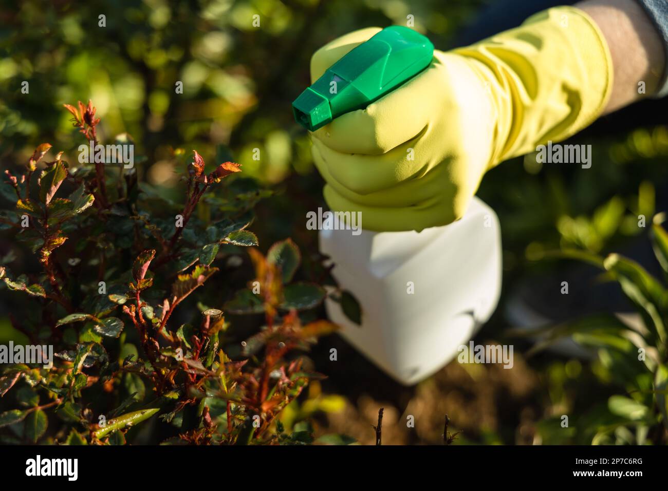 Treatment of roses from pests, aphids and fungi. Remedy for roses from