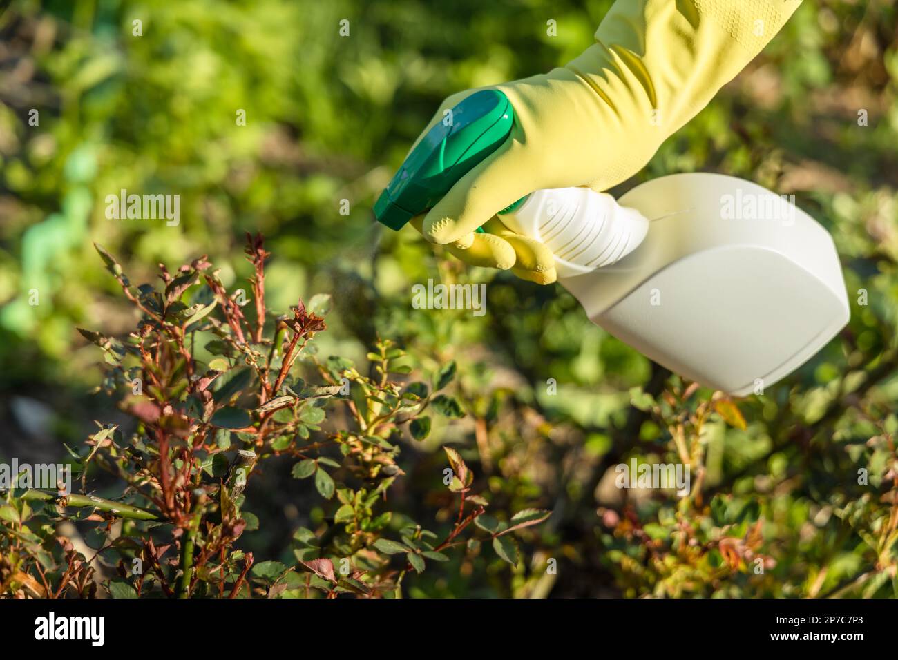 Treatment of roses from pests, aphids and fungi. Remedy for roses from