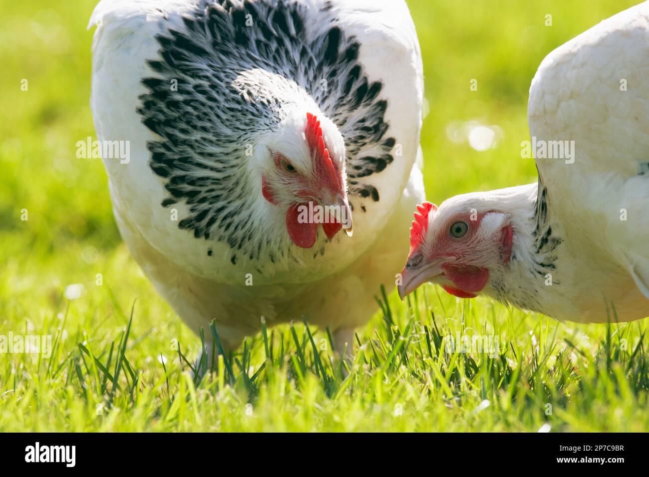 Light Sussex. Two hens at grass free range egg layers. Lays 240 brown eggs per year.  Dual purpose bird and can press out at 8lbs in weight. Stock Photo