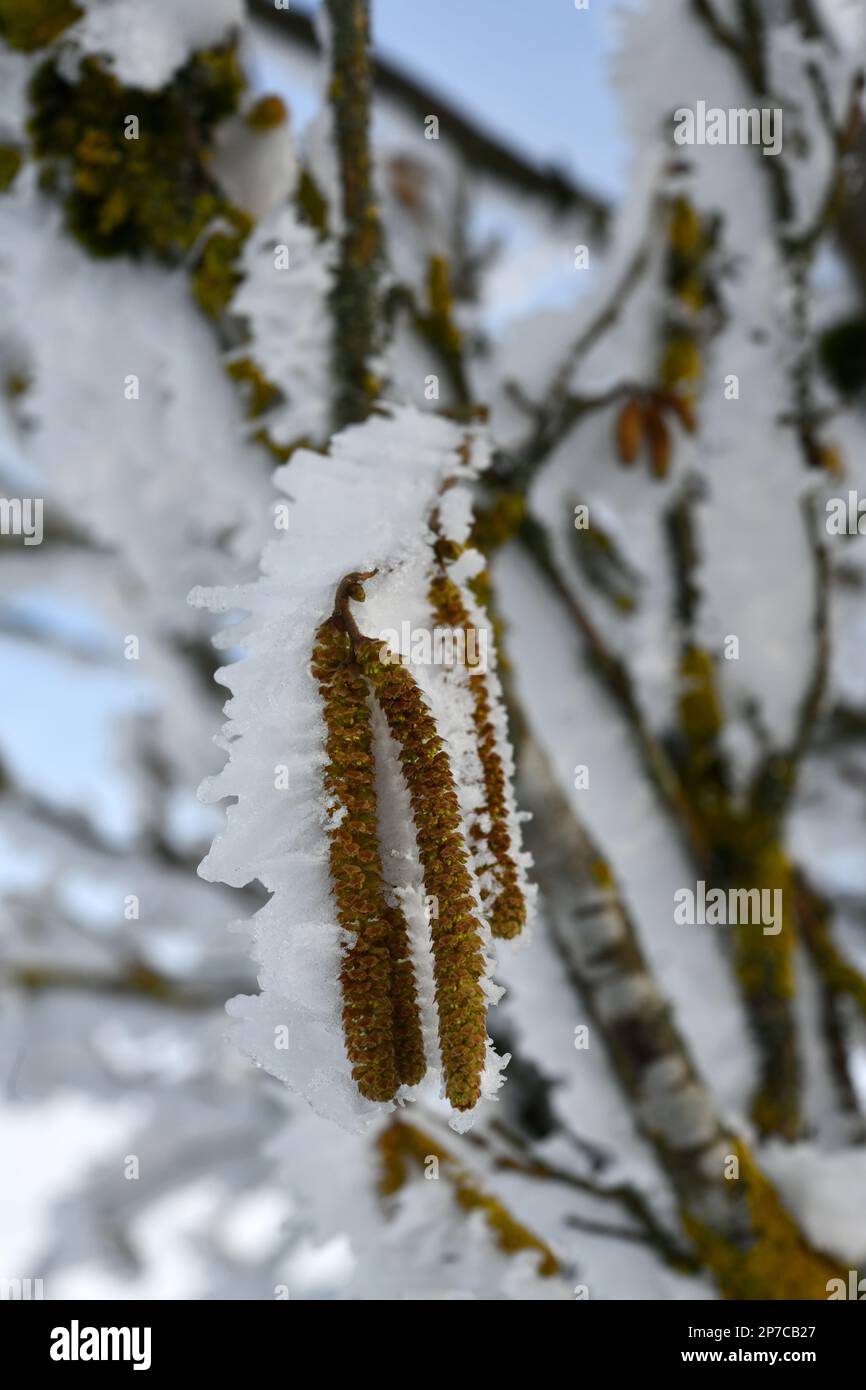 snow-covered downy birch with infructescence Stock Photo