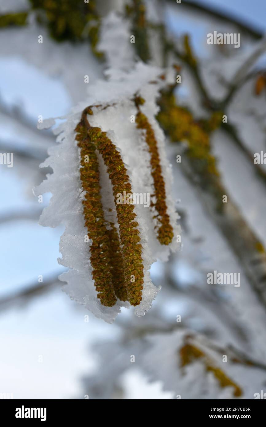 snow-covered downy birch with infructescence Stock Photo