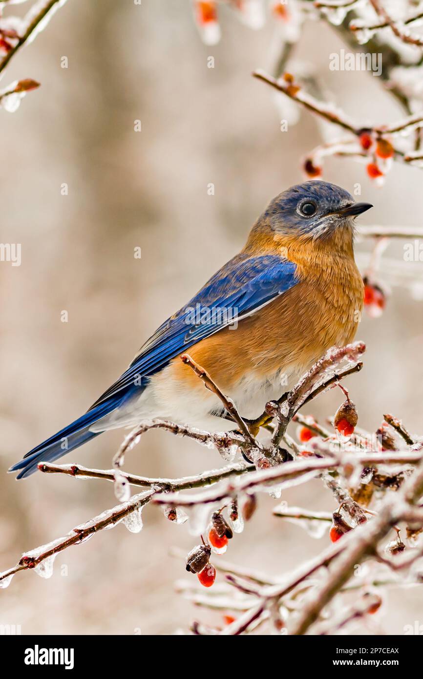 Eastern Bluebird - Sialia sialis Stock Photo - Alamy