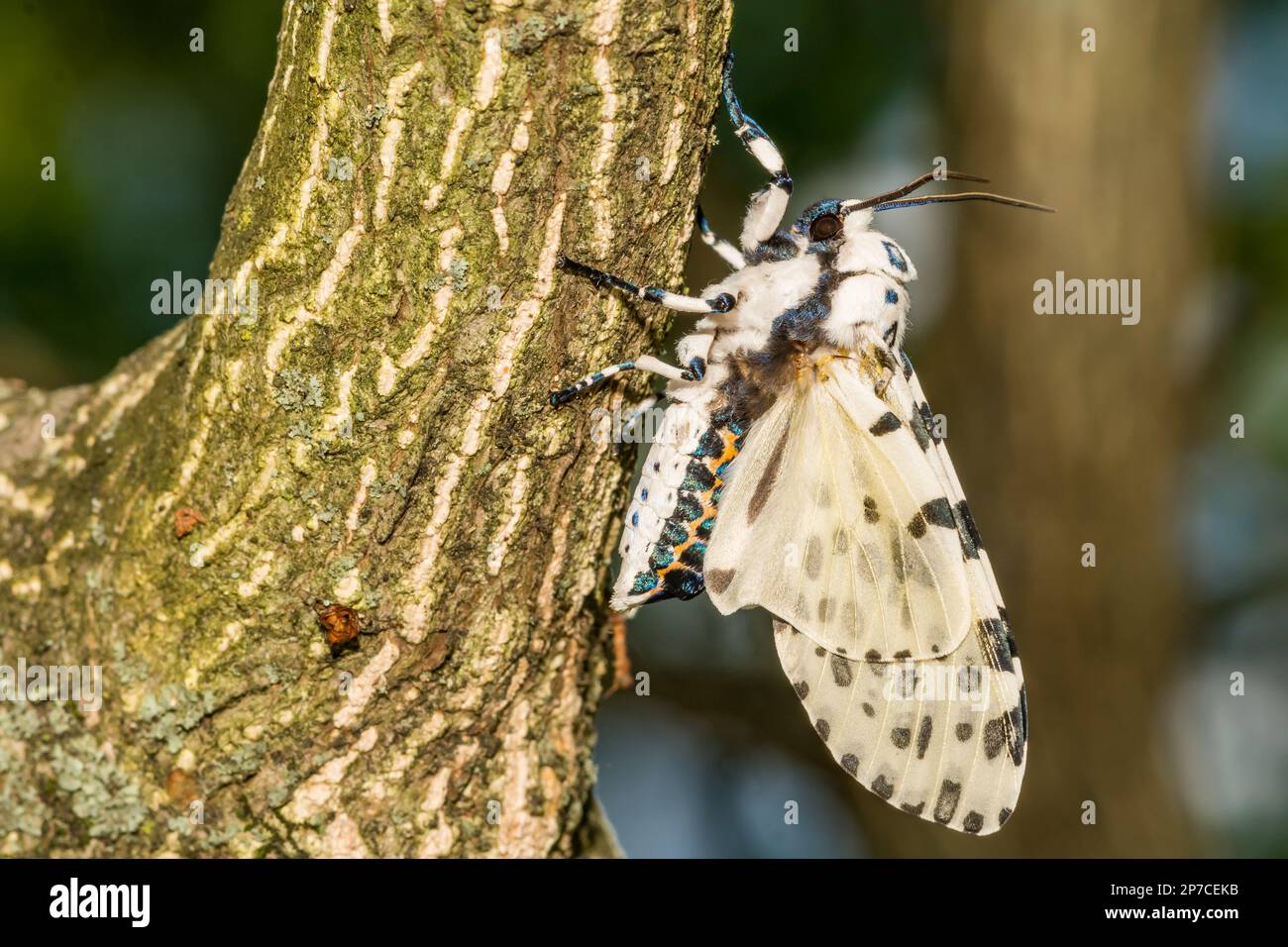 Giant Leopard Moth scribonia Stock Photo Alamy