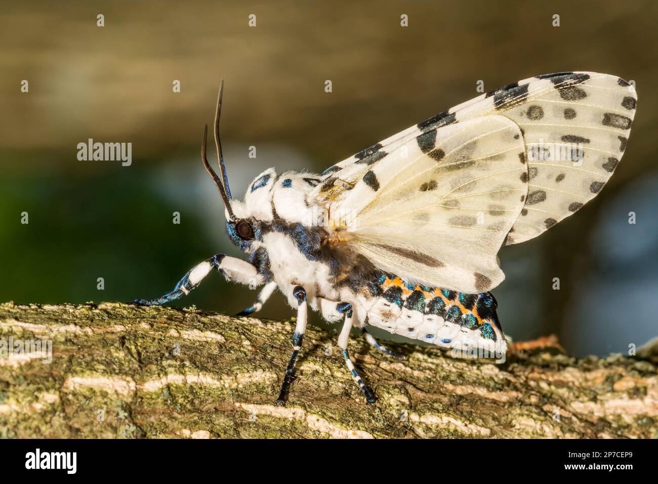 Giant Leopard Moth - Hypercompe scribonia Stock Photo