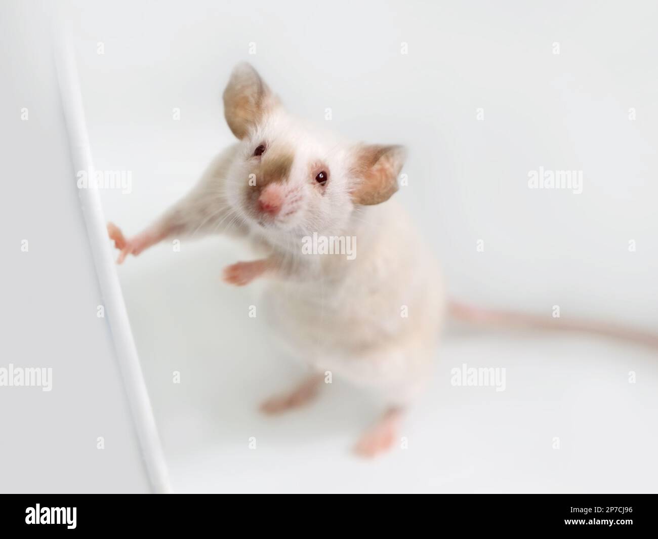 A white domestic mouse stands on its hind legs, a portrait of a
