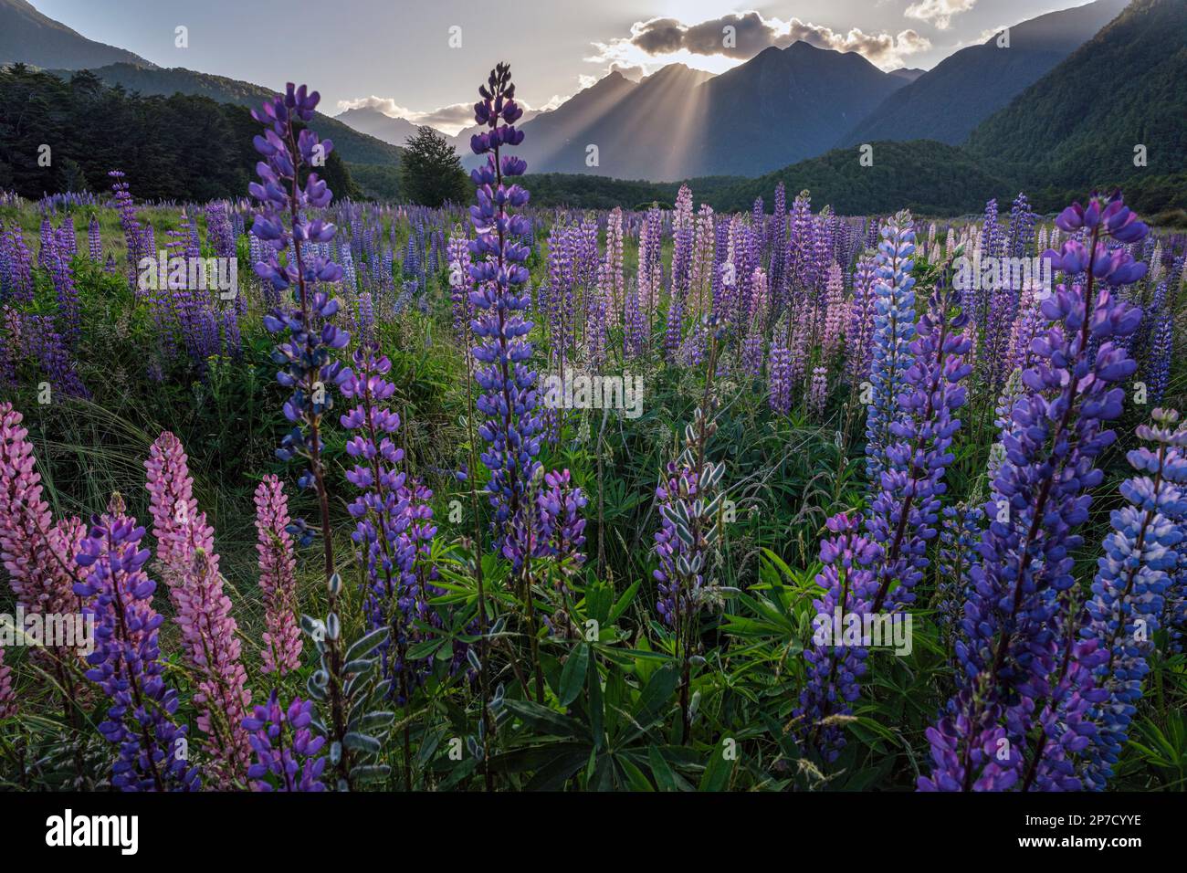 Lupins in flower at Cascade Creek, Fiordland National Park, South
