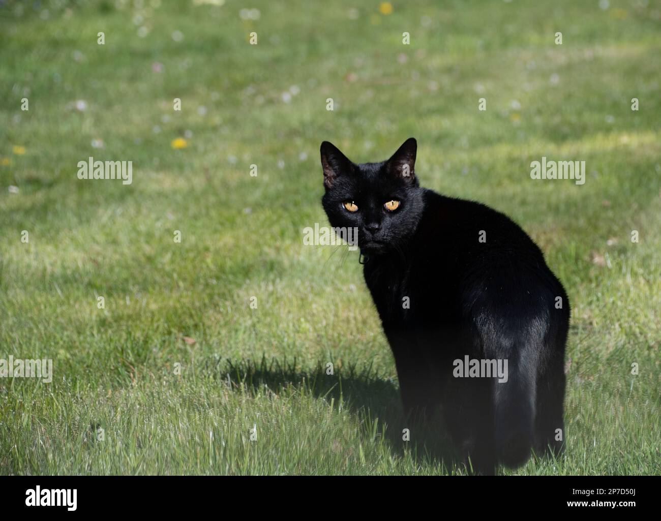 Black shiny cat with green eyes in cottage garden Stock Photo Alamy