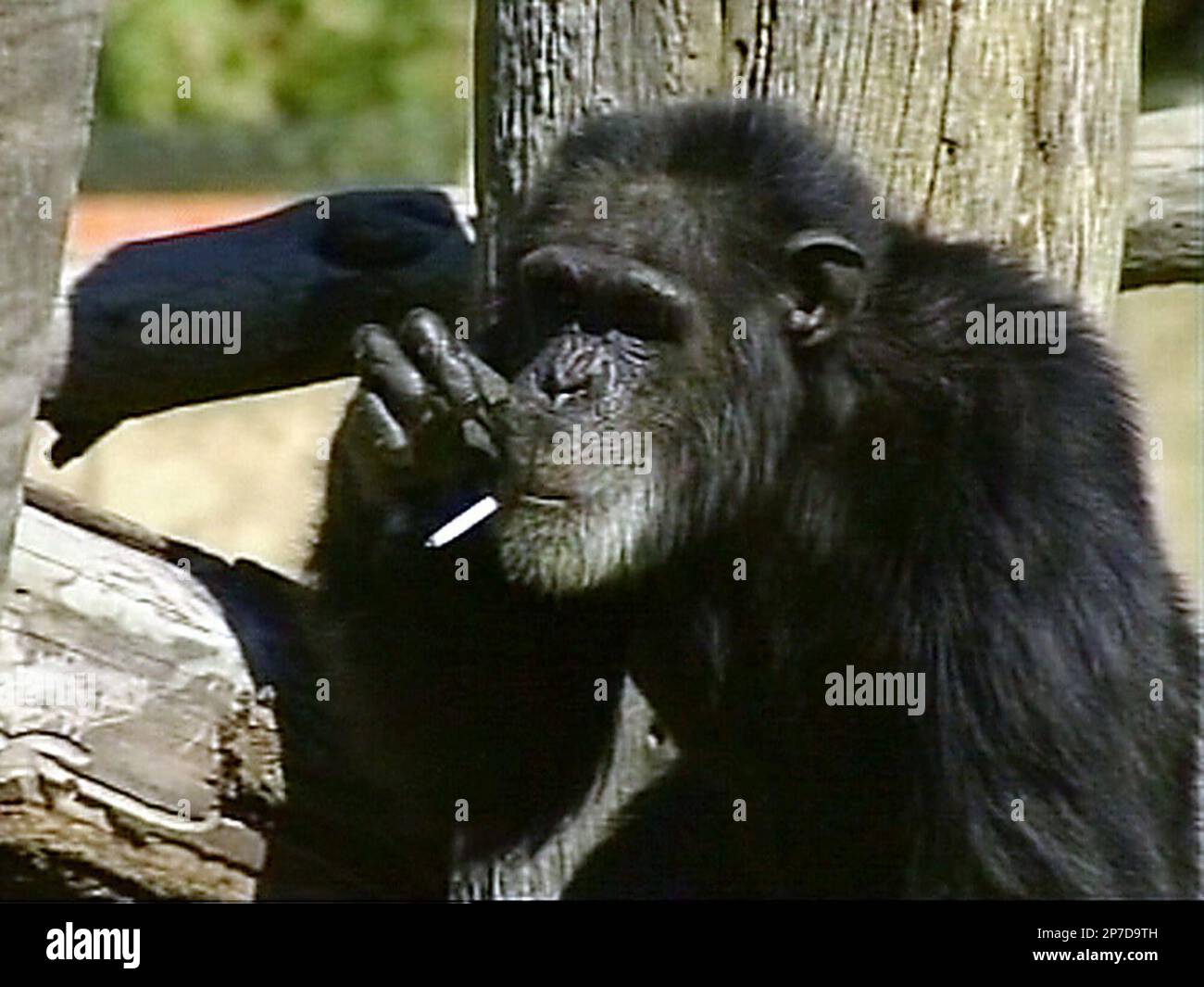 This video still taken, April 14, 2005, shows Charlie the chimpanzee smoking  a cigarette at the Bloemfontein Zoo, South Africa. Qondile Khedama, a  spokesman for the central South African city of Bloemfontein