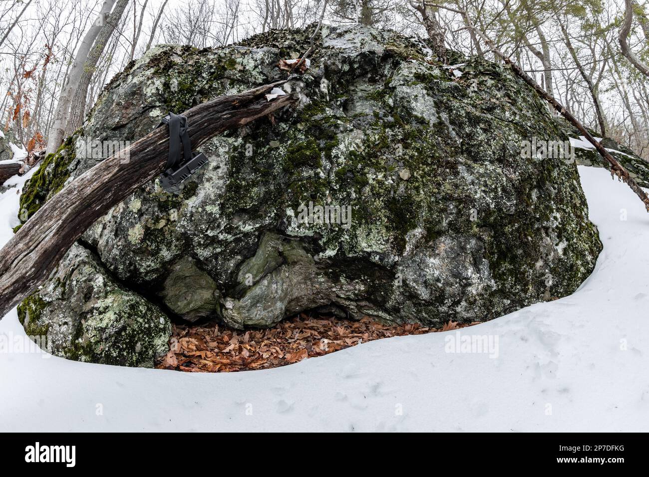 New York timber rattlesnake in winter Stock Photo Alamy