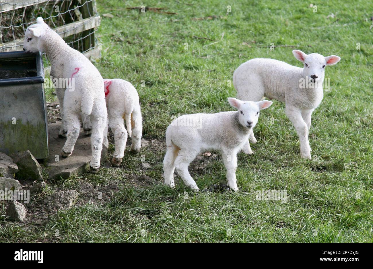 Sheep in a huddle hi res stock photography and images Alamy