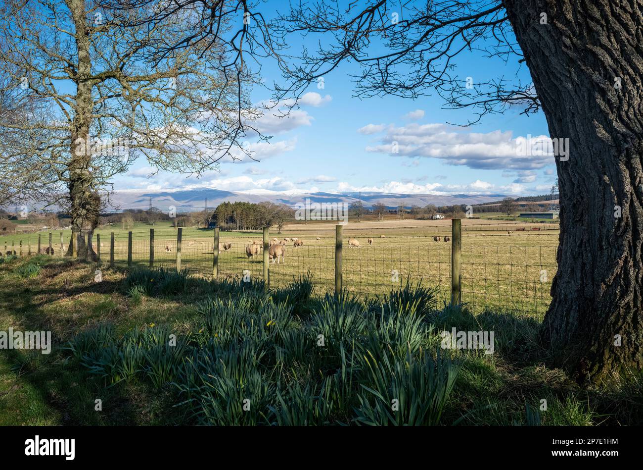 Springtime promise in the Eden Valley, Penrith, Cumbria, UK Stock Photo
